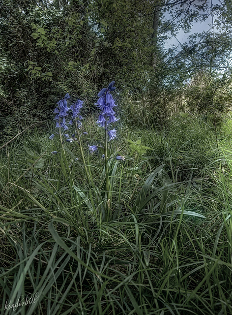 Bluebell