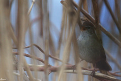 Bouscarle de Cetti