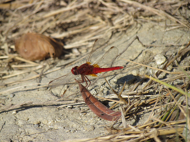 Broad Scarlet m (Crocothemis erythraea) 14-09-2011 09-00-56