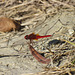 Broad Scarlet m (Crocothemis erythraea) 14-09-2011 09-00-56