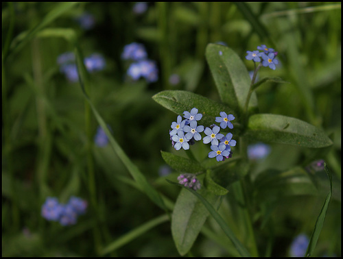 Myosotis