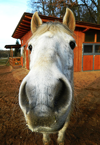 save a horse...ride a cowboy ;)