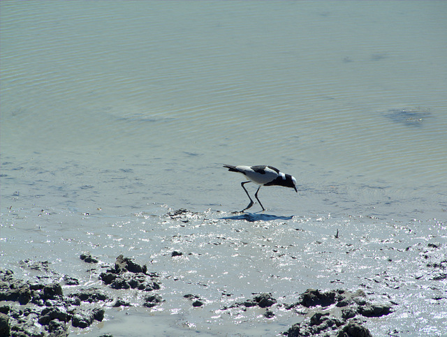 Watvogel an der Wasserstelle