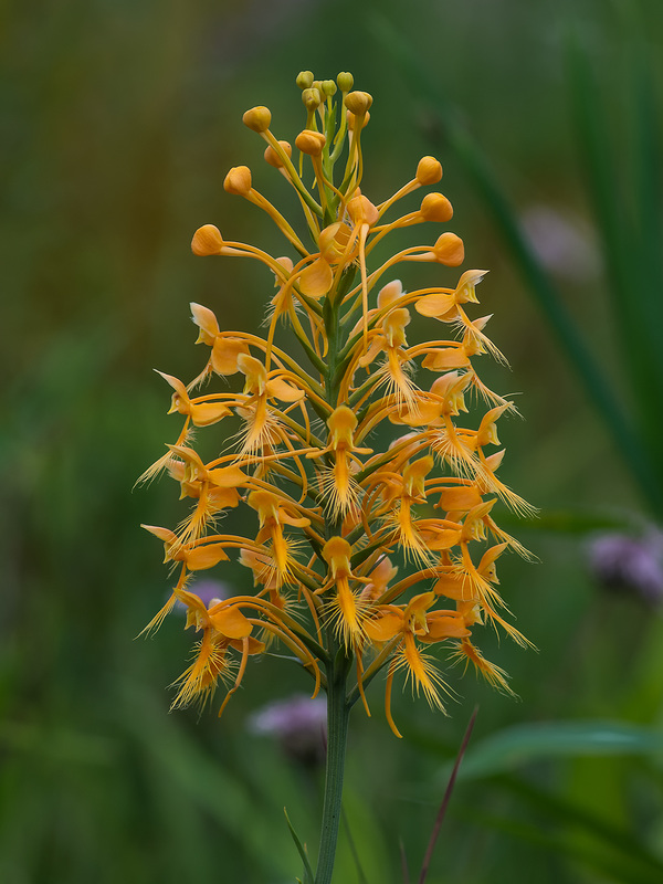 Platanthera ciliaris (Yellow Fringed orchid)