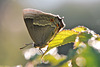 Purple hairstreak