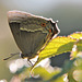 Purple hairstreak