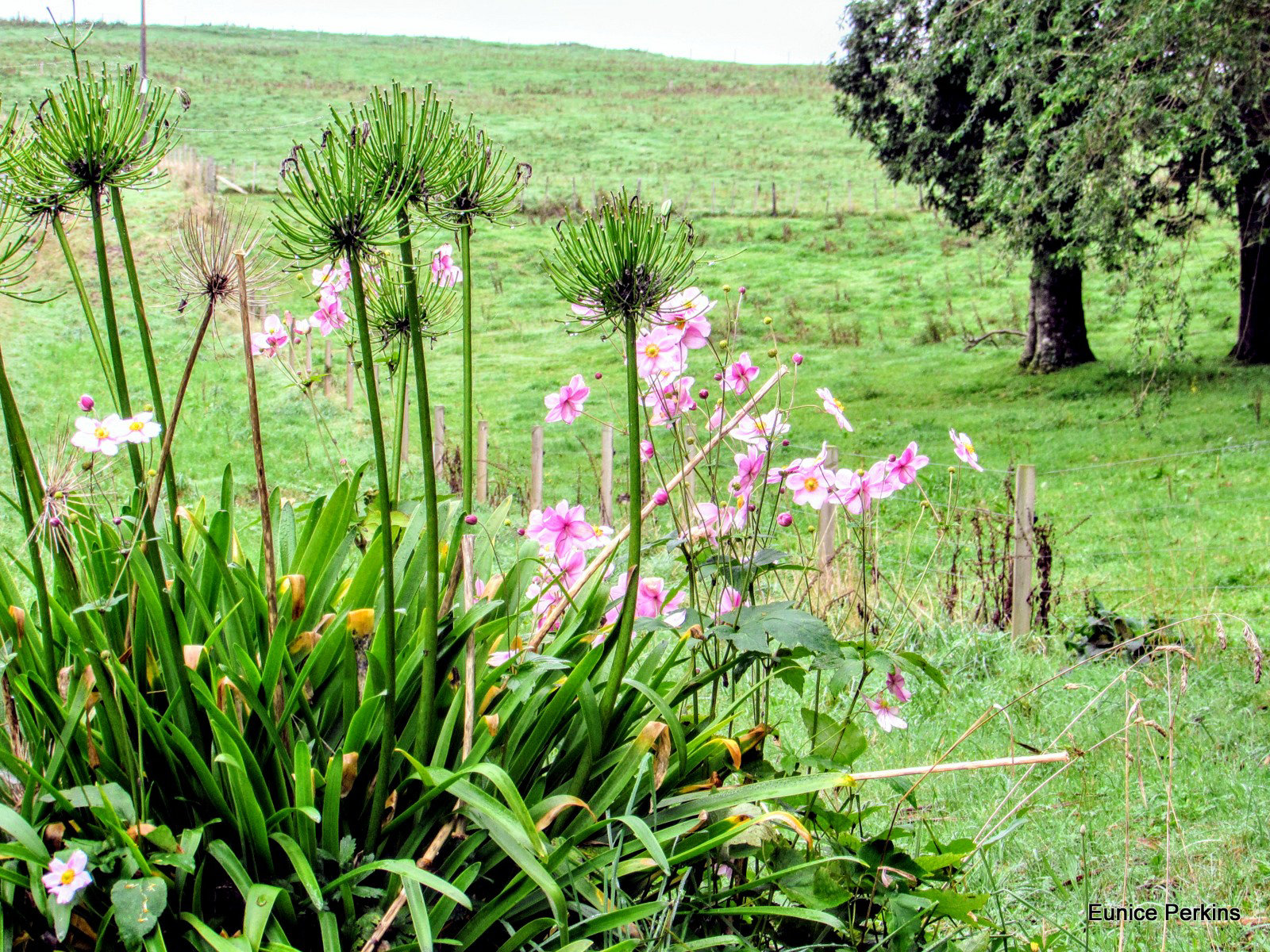 Countryside Flowers.