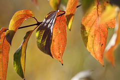 Dogwood (Cornus sanguinea) leaves