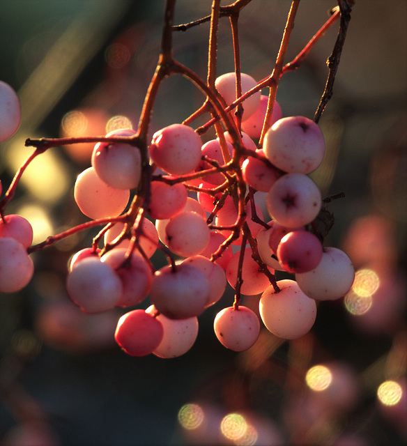 This Mornings Berries This Mornings Berries