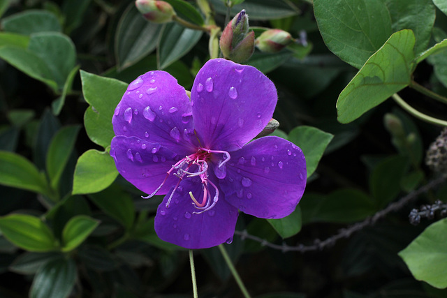 58/366 Tibouchina