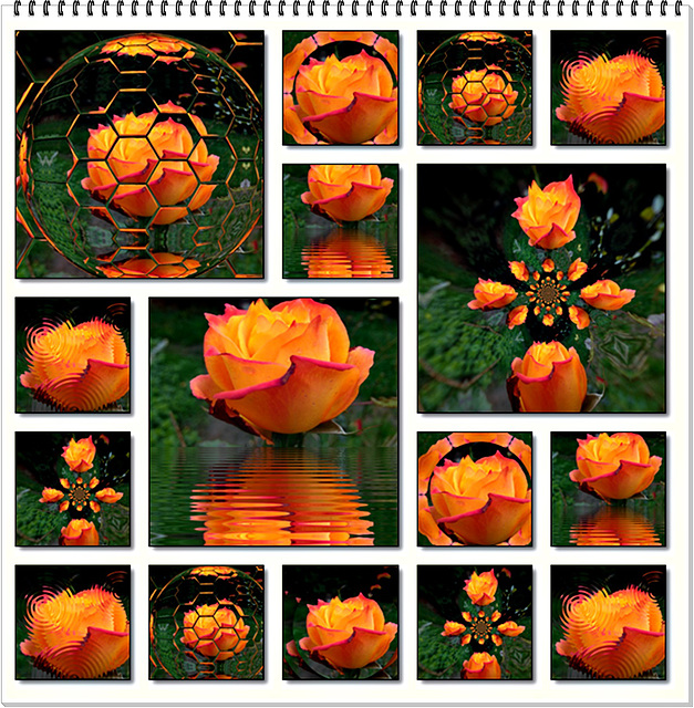 Collage  à partir d'une rose du jardin et Mirror Lab