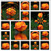 Collage  à partir d'une rose du jardin et Mirror Lab