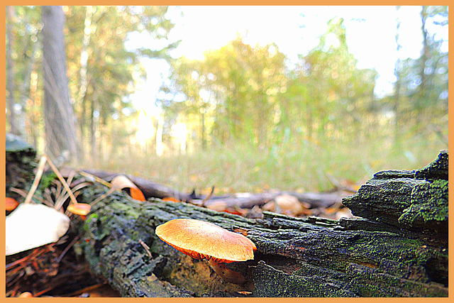 Autumn Forest