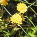 20230620 1049eCPw [D~LIP] Kleinköpfiger Pippau (Crepis capillaris), Insekt, Bad Salzuflen