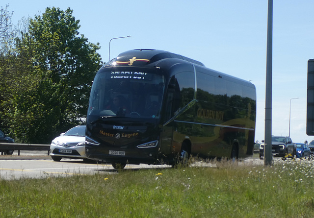 Golden Boy (Jetsie) OO26 BOY on the A11 at Barton Mills - 8 May 2026 (P1230397)