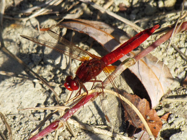 Broad Scarlet m (Crocothemis erythraea) 14-09-2011 08-57-49