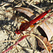 Broad Scarlet m (Crocothemis erythraea) 14-09-2011 08-57-49