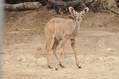 Ina kuduo. Ĉobe Nacia Parko