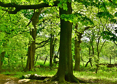 Gosforth Woods