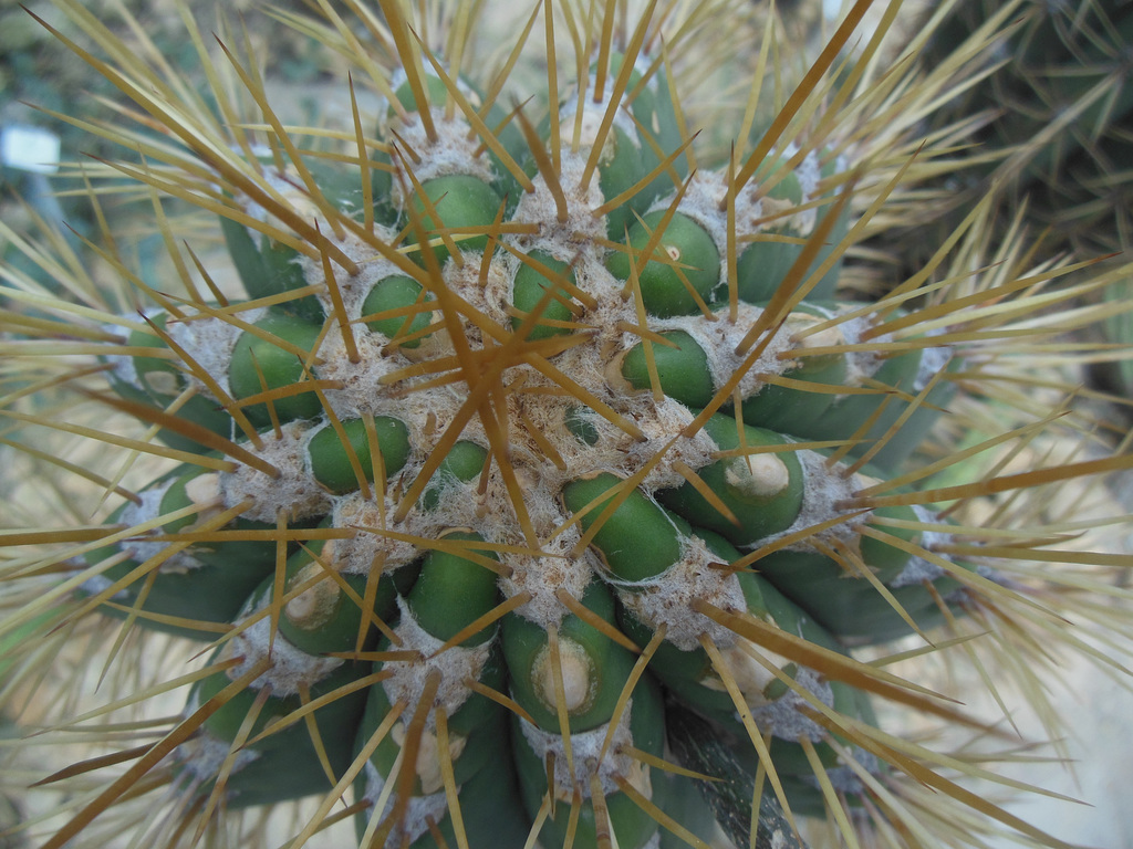 446 Die Dornen des Kaktus