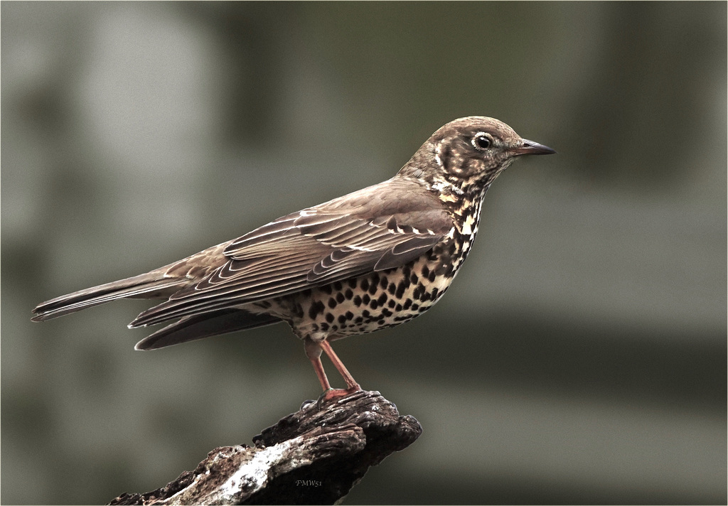 Mistle thrush