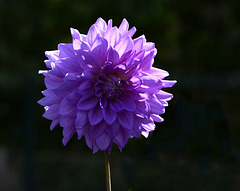 quand la lumière embellit une fleur