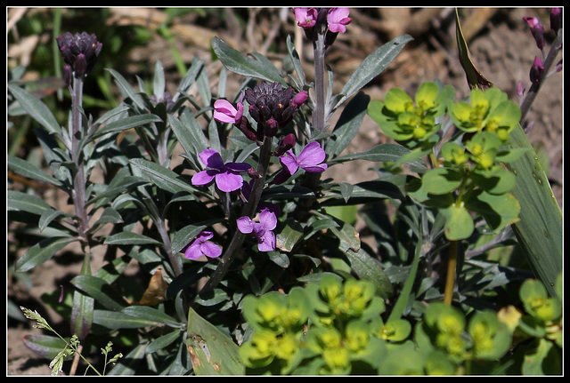 Erysimum