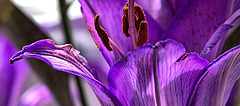 Purple Lily