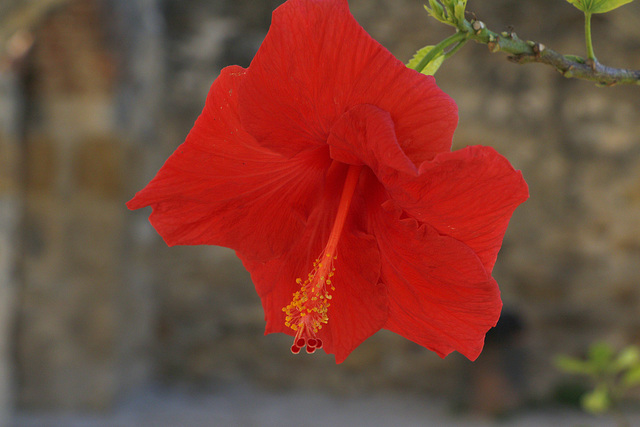 Hibiscus