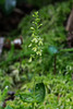 Neottia smallii (Appalachian Twayblade orchid) green [anthocyanin-free] form