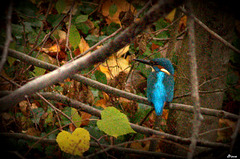 Pêcheur de l'automne