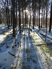 Sunrise in forest after sleet storm