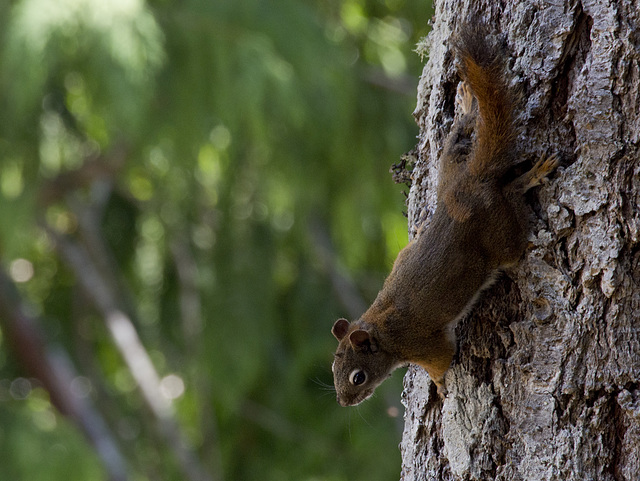 RED SQUIRREL