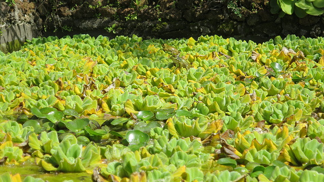 Madeira Botanical Garden