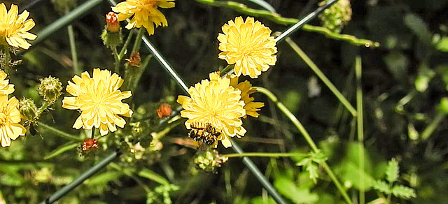 20230620 1049fCPw [D~LIP] Kleinköpfiger Pippau (Crepis capillaris), Insekt, Bad Salzuflen