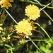 20230620 1049fCPw [D~LIP] Kleinköpfiger Pippau (Crepis capillaris), Insekt, Bad Salzuflen