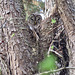 Barred owl in its home tree