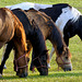 horses eating Old Entrance AB
