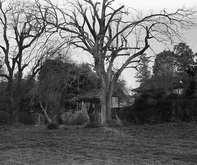 Gate and trees