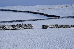 Snow Fields