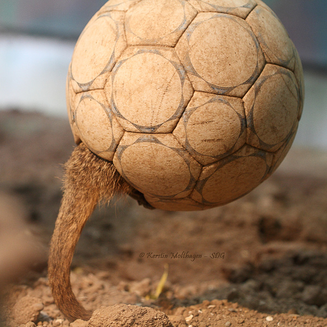 Fußball mit Schwanz (Zoo Heidelberg)