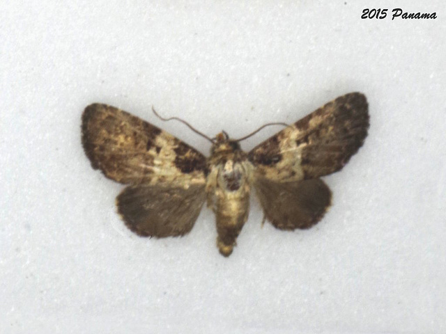 P143