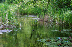 grüne Idylle bei Embrach (© Buelipix)