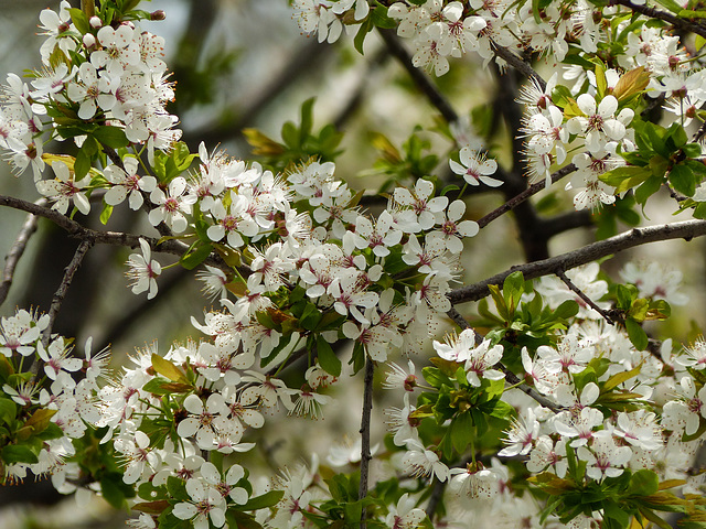 Day 3, blossom, on way to Hillman Marsh