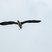 A heron with nesting material