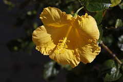 Hibiscus