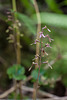 Neottia smallii (Appalachian Twayblade orchid)