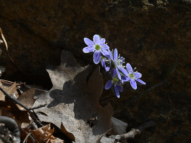 Hepatica DSC 2504