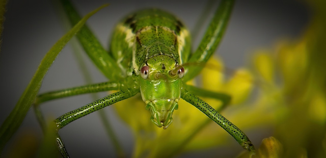 Die Punktierte Zartschrecke war ganz nett mit ihren Blick :))  The Spotted Grasshopper  was quite nice with its look :))  La Sauterelle maculée  était plutôt sympa avec son look :))