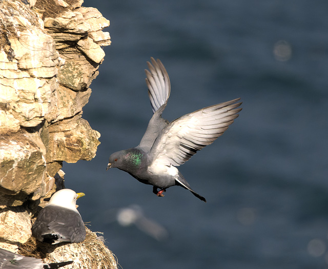 5T2A6807-CR3 DxO DeepPRIME -1Pigeonv3
